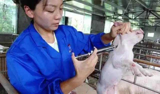 种猪防疫